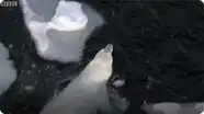 Swimming Great Male Polar Bear - BBC Planet Earth