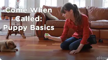 Come When Called 1: Puppy Basics | Teacher's Pet With Victoria Stilwell book