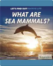 What Are Sea Mammals?