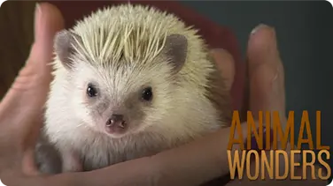 Meet & Greet: Prickle the Hedgehog book