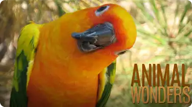 Our First 12 Animals book