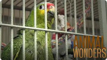 To Give a Bird a Bath book