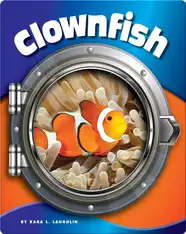 Clownfish