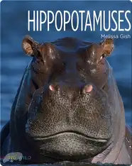 Hippopotamuses