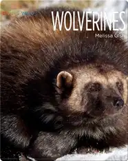 Wolverines