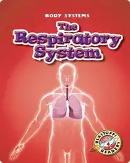 The Respiratory System