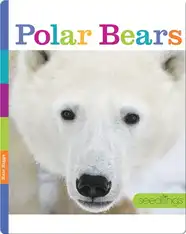 Polar Bears