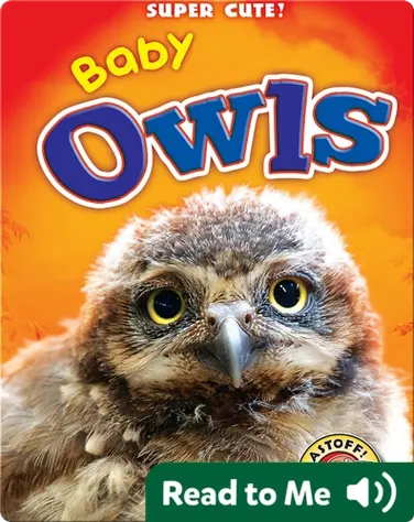 Super Cute! Baby Owls book