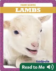 Lambs