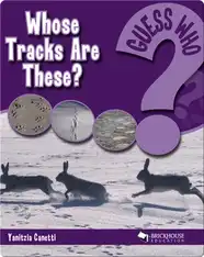Whose Tracks Are These?