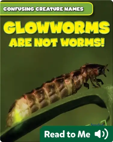 Glowworms Are Not Worms! book