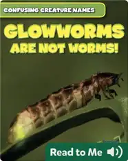 Glowworms Are Not Worms!