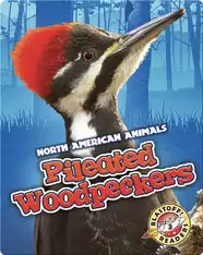 Pileated Woodpeckers