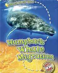 Humpback Whale Migration