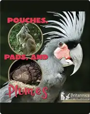 Pouches, Pads, and Plumes