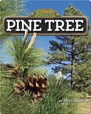 Pine Tree