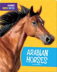 Arabian Horses