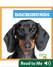 Dachshunds