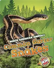 Common Garter Snakes