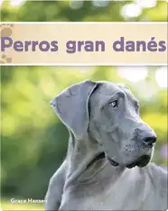 Perros gran danés