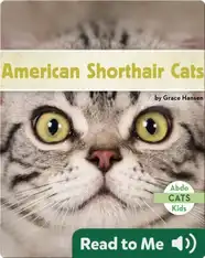 American Shorthair Cats