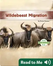 Wildebeest Migration