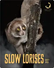 Slow Lorises