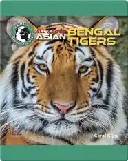 All About Asian Bengal Tigers
