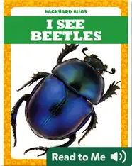 I See Beetles