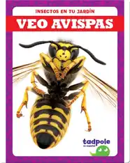 Insectos en tu jardín: Veo avispas