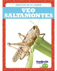 Insectos en tu jardín: Veo saltamontes