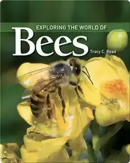 Exploring the World of Bees