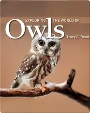 Exploring the World of Owls