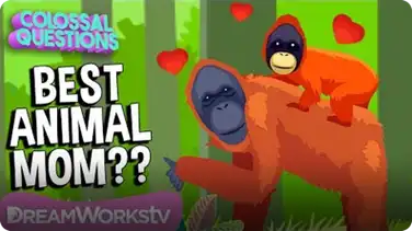 Who’s the Best Mom in the Animal Kingdom? | COLOSSAL QUESTIONS book