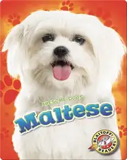 Awesome Dogs: Maltese