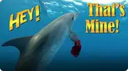 Jonathan Bird's Blue World: Dolphins Stole my Bandana!