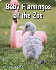 Baby Flamingos at the Zoo