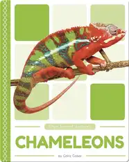 Rain Forest Animals: Chameleons