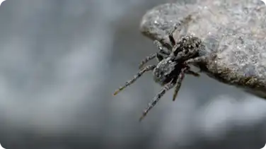 Life Above the Clouds: Himalayan Jumping Spider book