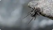 Life Above the Clouds: Himalayan Jumping Spider