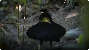 Spy In the Wild: Birds of Paradise book