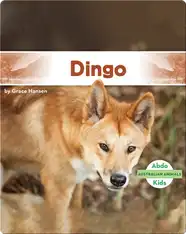 Australian Animals: Dingo