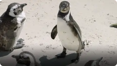 Check Out the Penguin Colony that Hangs Out on Beaches in Africa book