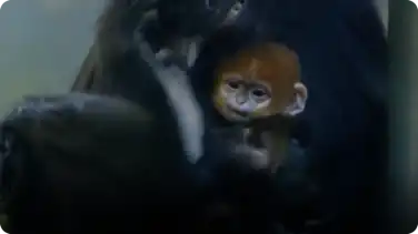 Why Infant Francois Langur Monkeys Are Born Orange book