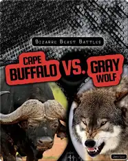 Bizarre Beast Battles: Cape Buffalo vs. Gray Wolf