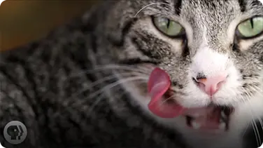Why Does Your Cat's Tongue Feel Like Sandpaper? book