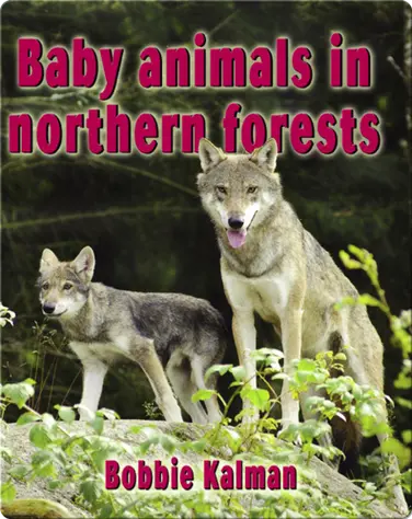 Baby Animals in Northern Forests book