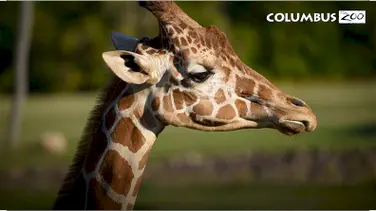 Columbus Zoo Qs: Why Do Giraffes Have Spots? book