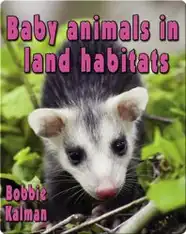 Baby Animals in Land Habitats