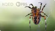 Deep Look: Is a Spider's Web a Part of Its Mind?
